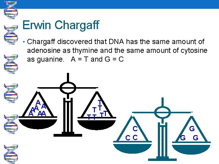 Erwin Chargaff • Chargaff discovered that DNA has the same amount of adenosine as