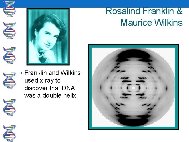 Rosalind Franklin & Maurice Wilkins • Franklin and Wilkins used x-ray to discover that