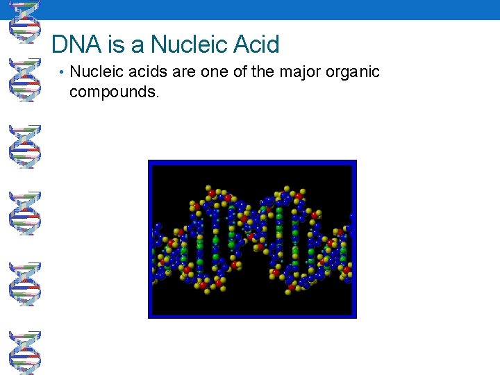 DNA is a Nucleic Acid • Nucleic acids are one of the major organic