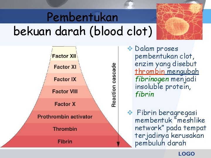 Pembentukan bekuan darah (blood clot) Dalam proses pembentukan clot, enzim yang disebut thrombin mengubah