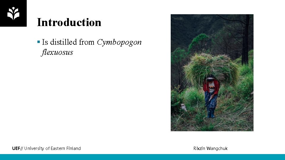 Introduction § Is distilled from Cymbopogon flexuosus UEF// University of Eastern Finland Rixzin Wangchuk