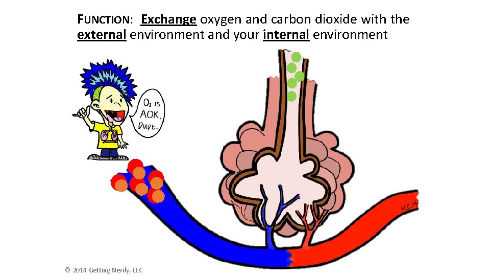 FUNCTION: Exchange oxygen and carbon dioxide with the external environment and your internal environment
