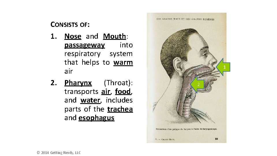 CONSISTS OF: 1. Nose and Mouth: passageway into respiratory system that helps to warm