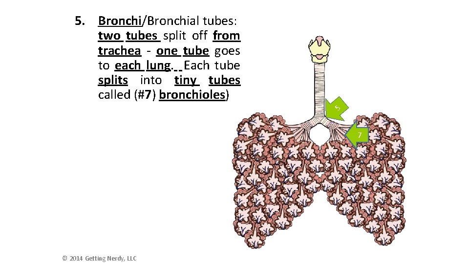 5. Bronchi/Bronchial tubes: two tubes split off from trachea - one tube goes to