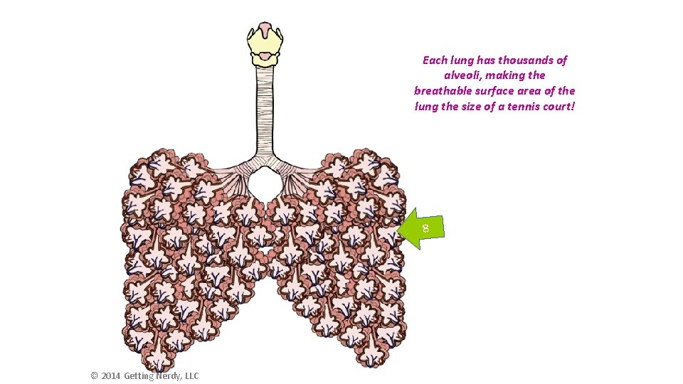 Each lung has thousands of alveoli, making the breathable surface area of the lung