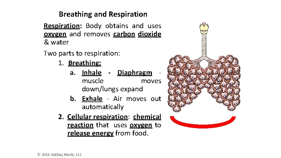 Breathing and Respiration: Body obtains and uses oxygen and removes carbon dioxide & water