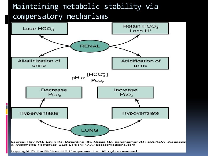 Maintaining metabolic stability via compensatory mechanisms 