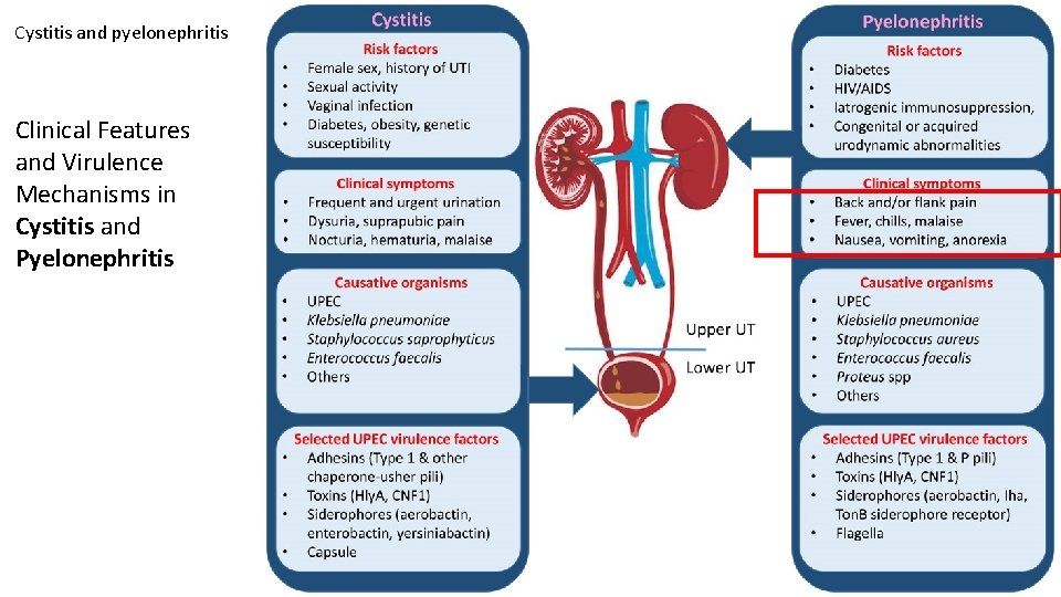 Cystitis and pyelonephritis Clinical Features and Virulence Mechanisms in Cystitis and Pyelonephritis  Cystitis and pyelonephritis Clinical Features and Virulence Mechanisms in Cystitis and Pyelonephritis