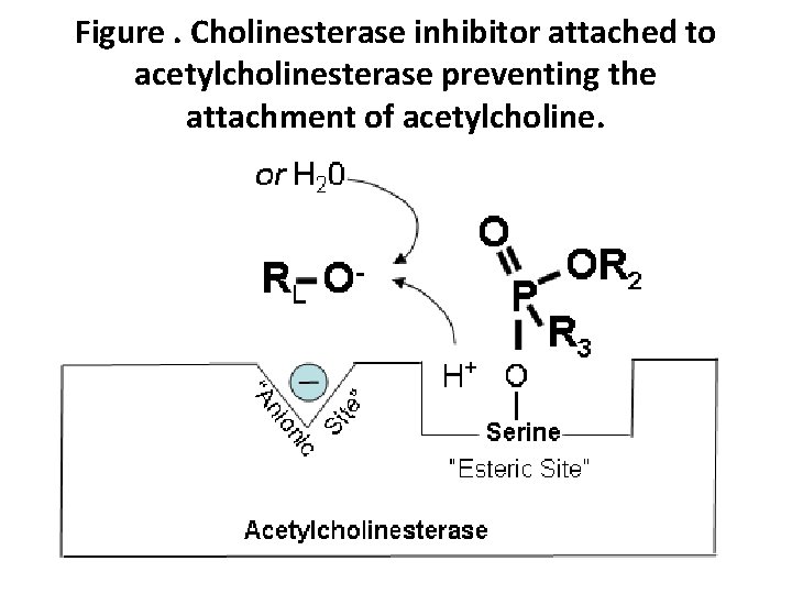 Figure. Cholinesterase inhibitor attached to acetylcholinesterase preventing the attachment of acetylcholine. 