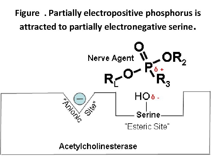 Figure. Partially electropositive phosphorus is attracted to partially electronegative serine. 