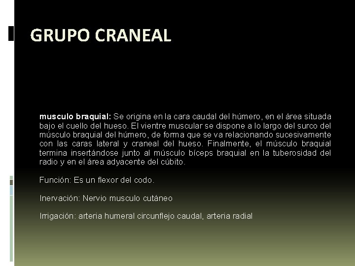 GRUPO CRANEAL musculo braquial: Se origina en la cara caudal del húmero, en el