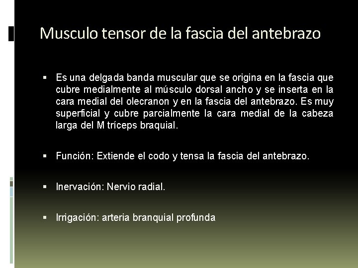 Musculo tensor de la fascia del antebrazo Es una delgada banda muscular que se