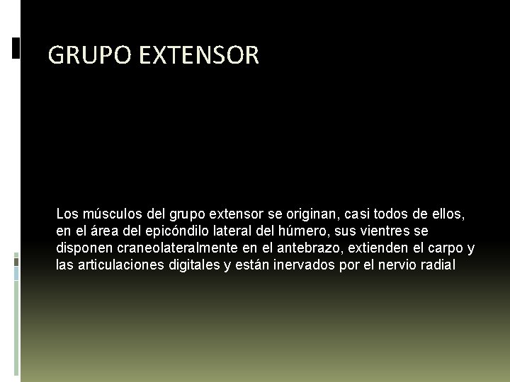 GRUPO EXTENSOR Los músculos del grupo extensor se originan, casi todos de ellos, en