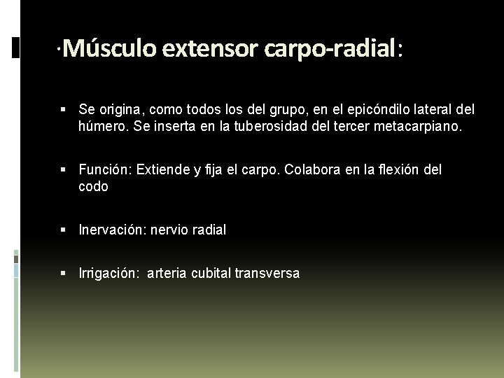 ·Músculo extensor carpo-radial: Se origina, como todos los del grupo, en el epicóndilo lateral