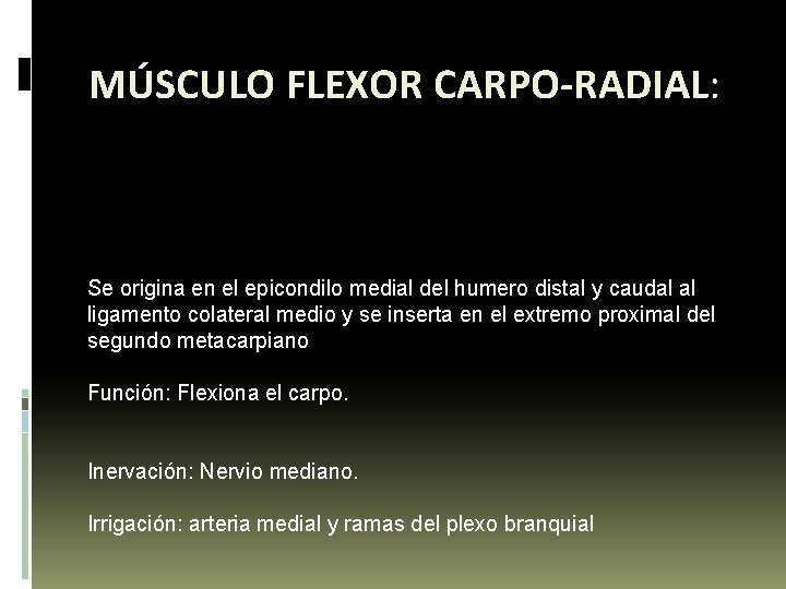 MÚSCULO FLEXOR CARPO-RADIAL: Se origina en el epicondilo medial del humero distal y caudal