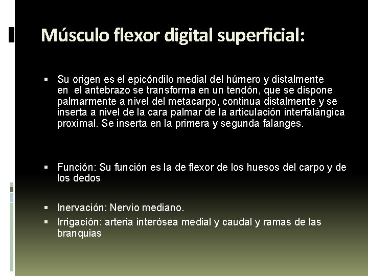Músculo flexor digital superficial: Su origen es el epicóndilo medial del húmero y distalmente