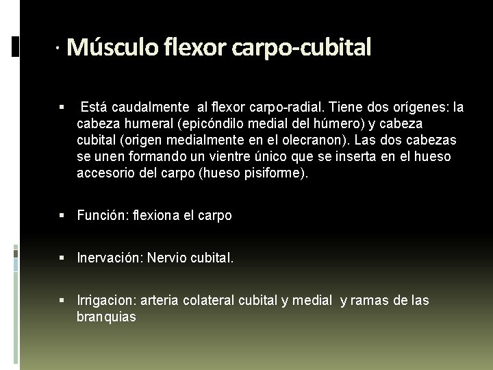 · Músculo flexor carpo-cubital Está caudalmente al flexor carpo-radial. Tiene dos orígenes: la cabeza