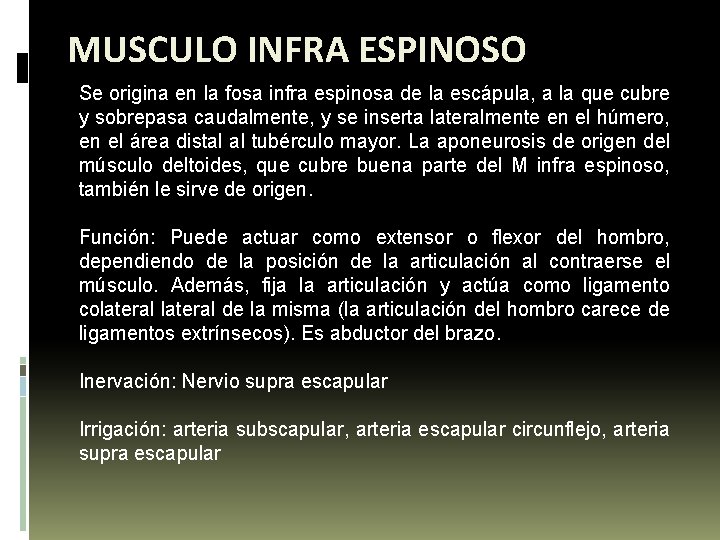 MUSCULO INFRA ESPINOSO Se origina en la fosa infra espinosa de la escápula, a