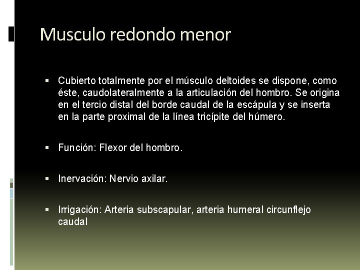 Musculo redondo menor Cubierto totalmente por el músculo deltoides se dispone, como éste, caudolateralmente