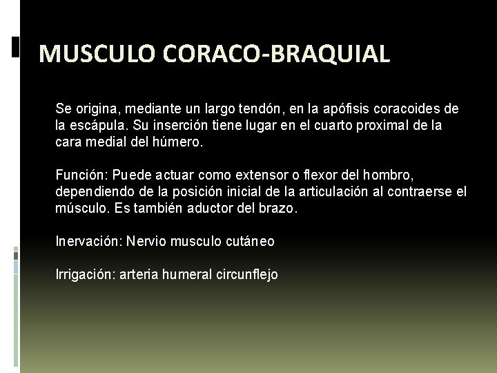 MUSCULO CORACO-BRAQUIAL Se origina, mediante un largo tendón, en la apófisis coracoides de la