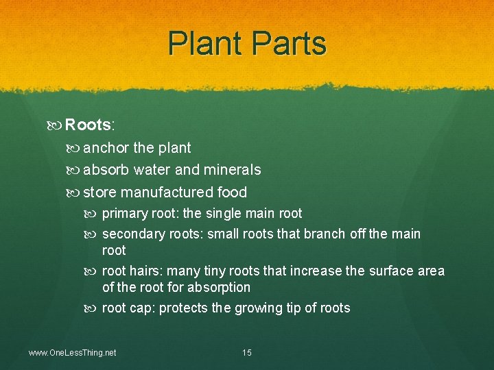 Plant Parts Roots: anchor the plant absorb water and minerals store manufactured food primary