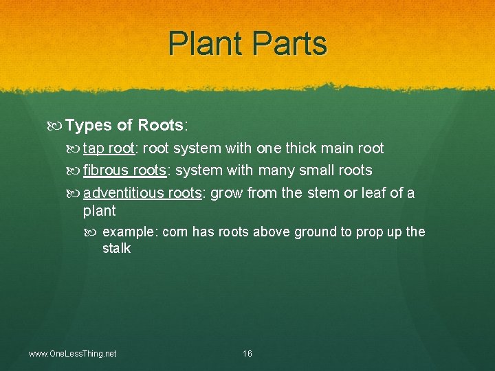 Plant Parts Types of Roots: tap root: root system with one thick main root