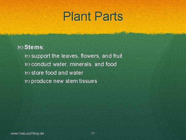 Plant Parts Stems: support the leaves, flowers, and fruit conduct water, minerals, and food