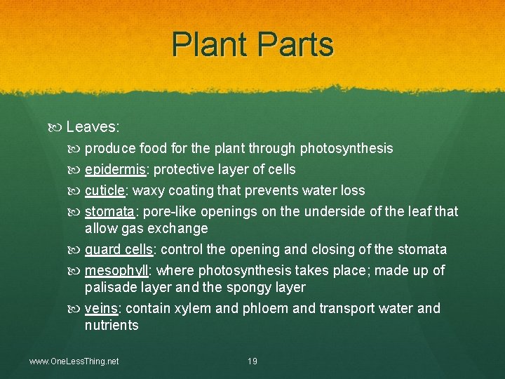 Plant Parts Leaves: produce food for the plant through photosynthesis epidermis: protective layer of