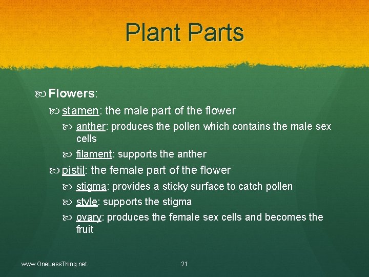 Plant Parts Flowers: stamen: the male part of the flower anther: produces the pollen