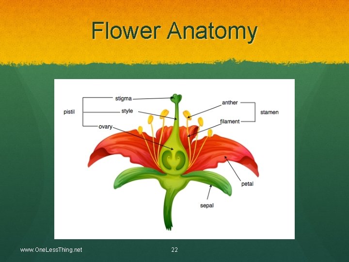 Flower Anatomy www. One. Less. Thing. net 22 