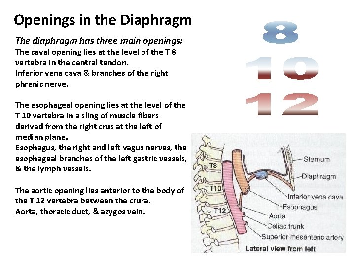 Openings in the Diaphragm The diaphragm has three main openings: The caval opening lies