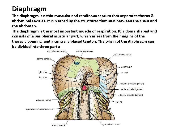 Diaphragm The diaphragm is a thin muscular and tendinous septum that separates thorax &