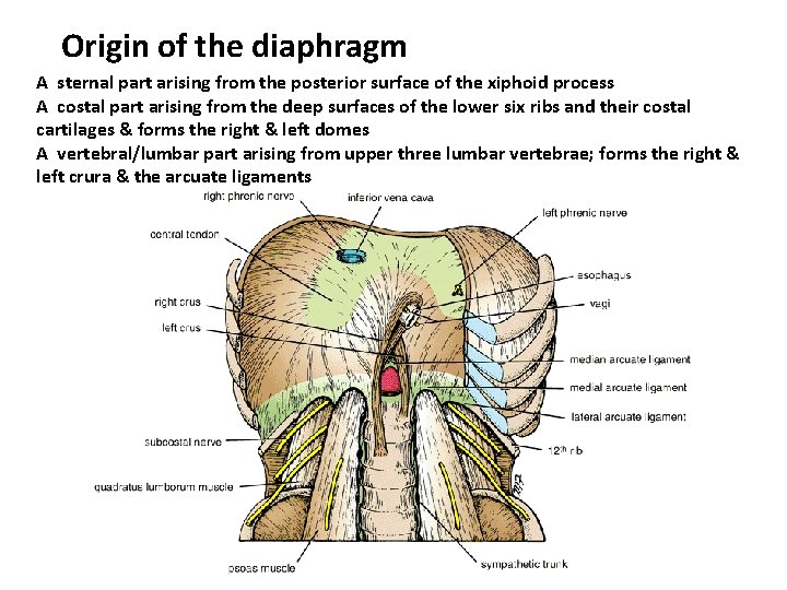 Origin of the diaphragm A sternal part arising from the posterior surface of the