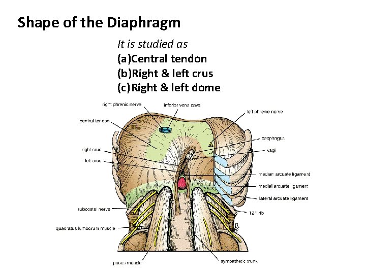 Shape of the Diaphragm It is studied as (a)Central tendon (b)Right & left crus