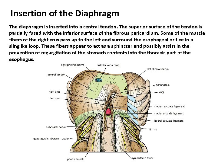 Insertion of the Diaphragm The diaphragm is inserted into a central tendon. The superior