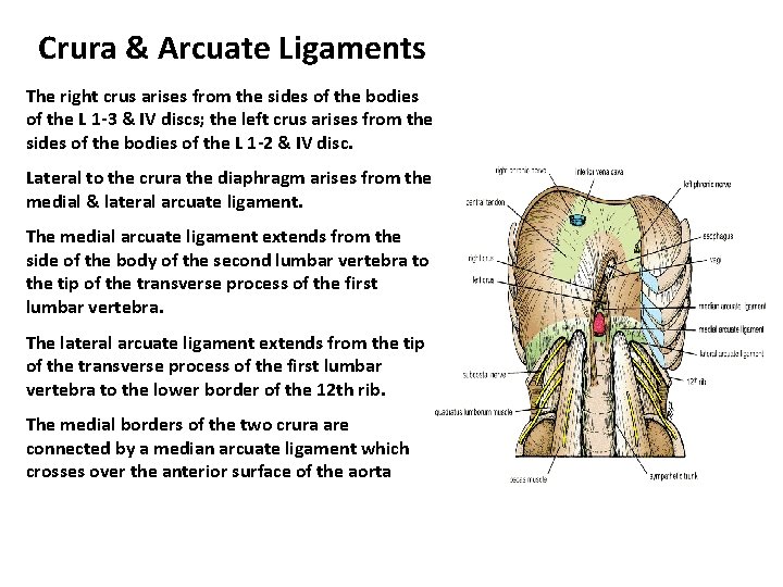 Crura & Arcuate Ligaments The right crus arises from the sides of the bodies