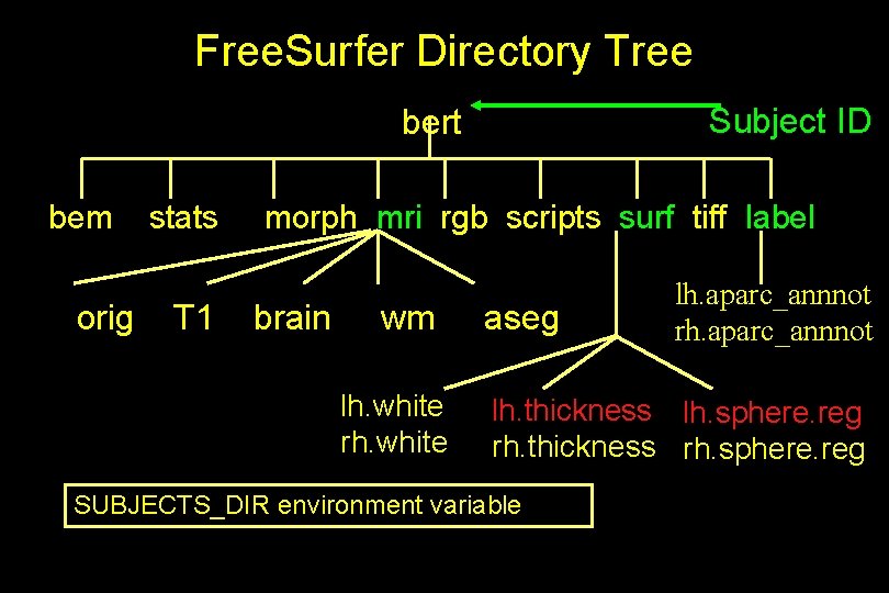 Free. Surfer Directory Tree Subject ID bert bem orig stats T 1 morph mri