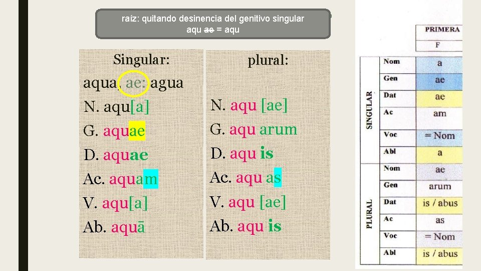 Enunciado de unsingular sustantivo raíz: quitando desinencia del genitivo aqu ae = aqu Singular: