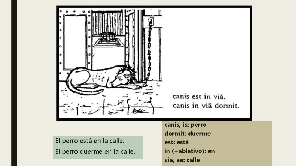 canis, is: perro El perro está en la calle. El perro duerme en la