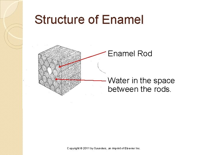 Structure of Enamel Rod Water in the space between the rods. Copyright © 2011