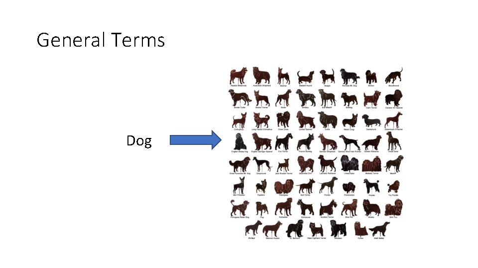 General Terms Dog 