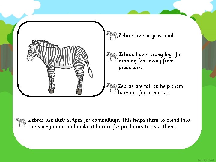Zebras live in grassland. Zebras have strong legs for running fast away from predators.