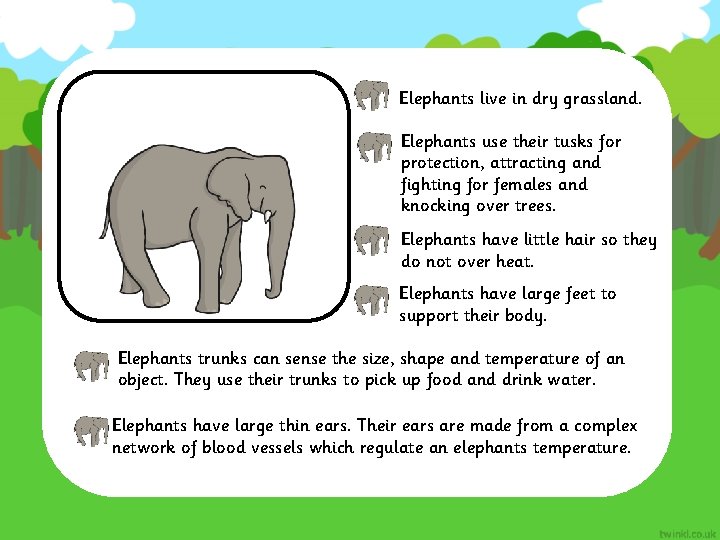 Elephants live in dry grassland. Elephants use their tusks for protection, attracting and fighting
