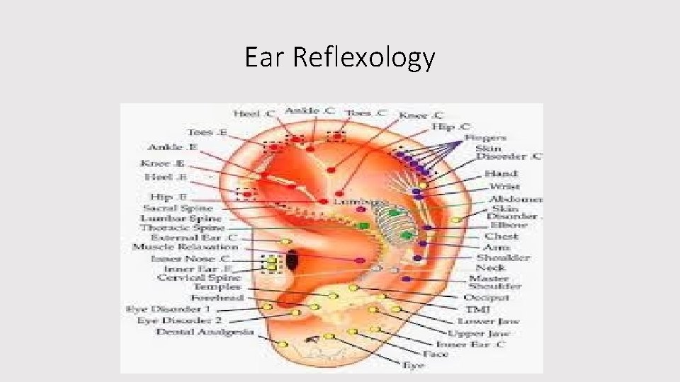 Ear Reflexology 