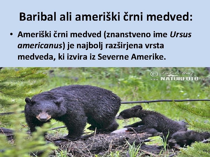 Baribal ali ameriški črni medved: • Ameriški črni medved (znanstveno ime Ursus americanus) je