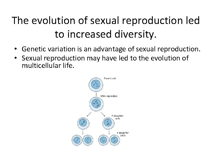 The evolution of sexual reproduction led to increased diversity. • Genetic variation is an