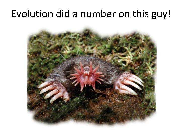 Evolution did a number on this guy! 