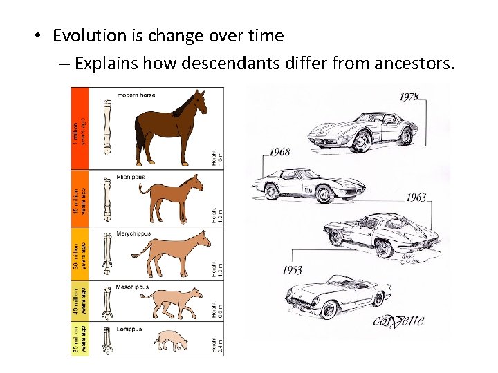  • Evolution is change over time – Explains how descendants differ from ancestors.