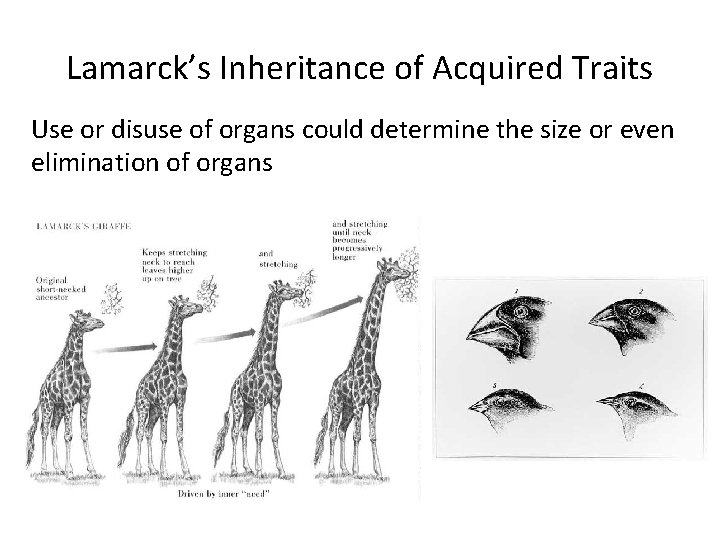 Lamarck’s Inheritance of Acquired Traits Use or disuse of organs could determine the size
