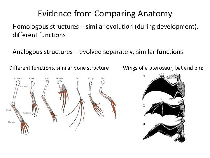 Evidence from Comparing Anatomy Homologous structures – similar evolution (during development), different functions Analogous
